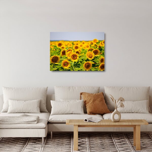 Sklenený obraz - Slnečnica (70x50 cm)