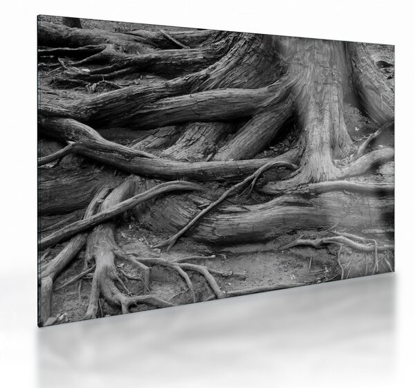 Sklenený obraz - Korene stromu (70x50 cm)