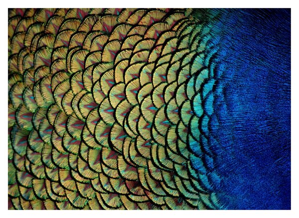 Sklenený obraz - Pávie perie (70x50 cm)