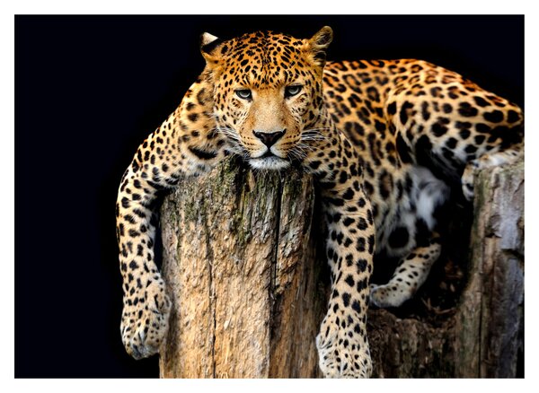 Sklenený obraz - Gepard (70x50 cm)