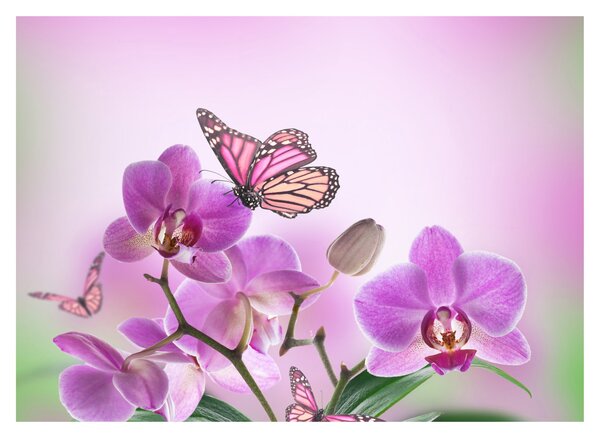 Sklenený obraz - Motýľ na kvetoch orchidey, lila (70x50 cm)