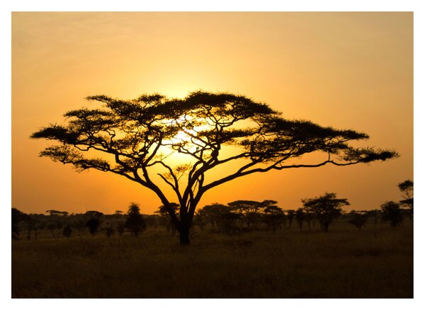 Sklenený obraz - Africká savana (70x50 cm)