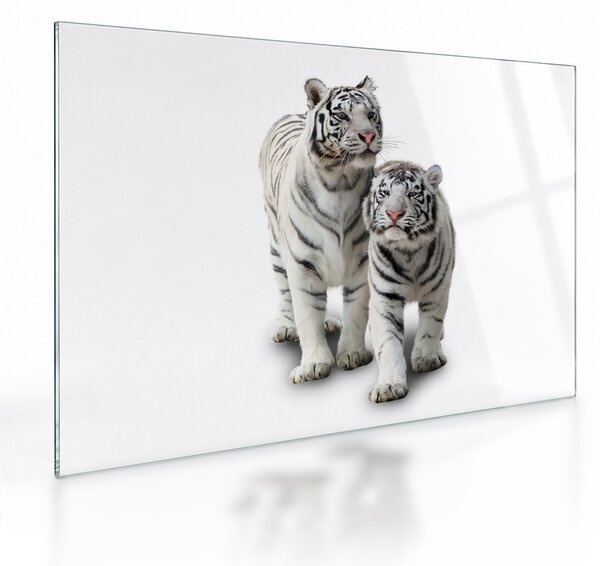 Sklenený obraz - Biely tiger (70x50 cm)