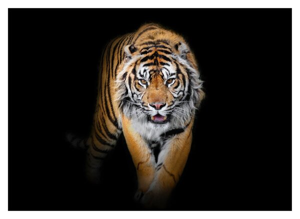 Sklenený obraz - Tiger (70x50 cm)