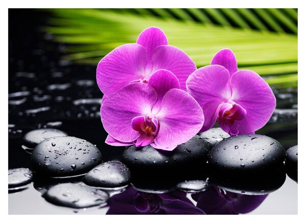 Sklenený obraz - Orchidey (70x50 cm)