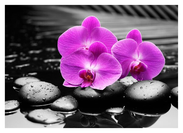 Sklenený obraz - Fialové orchidey (70x50 cm)