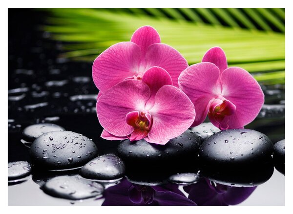 Sklenený obraz - Ružové orchidey s palmovým listom (70x50 cm)