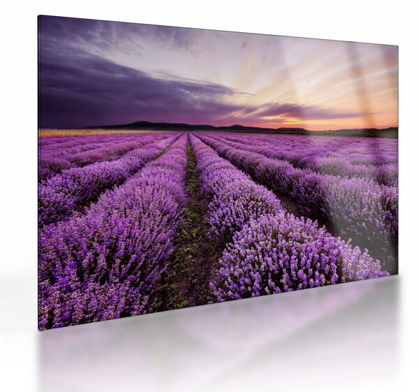 Sklenený obraz - Levanduľové pole pri západe slnka (70x50 cm)