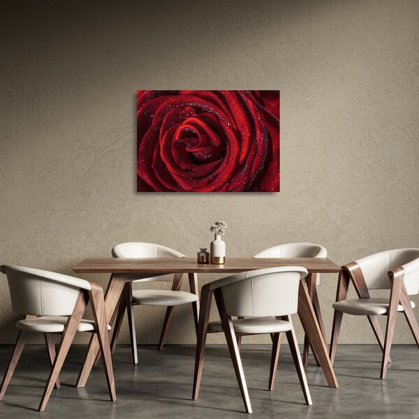 Sklenený obraz - Červená ruža s kvapkami rosy (70x50 cm)