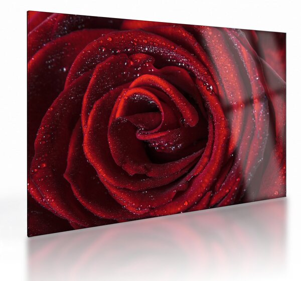 Sklenený obraz - Červená ruža s kvapkami rosy (70x50 cm)