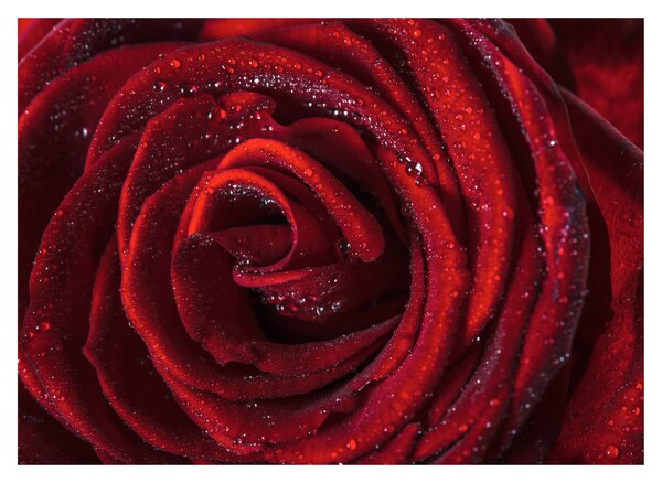 Sklenený obraz - Červená ruža s kvapkami rosy (70x50 cm)