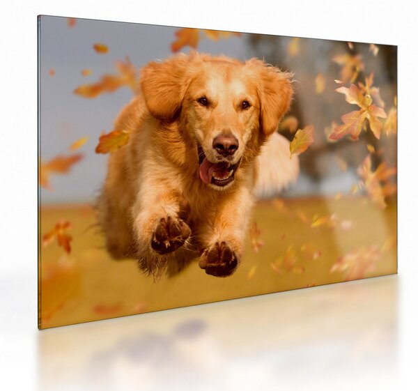 Sklenený obraz - Zlatý retriever (70x50 cm)