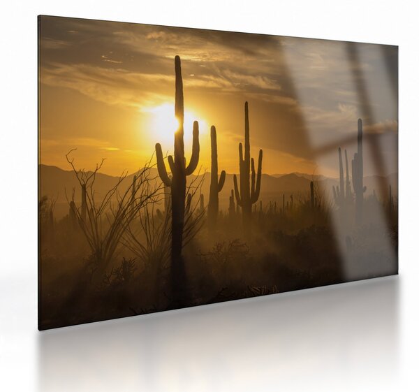 Sklenený obraz - Kaktusy Saguaro (70x50 cm)