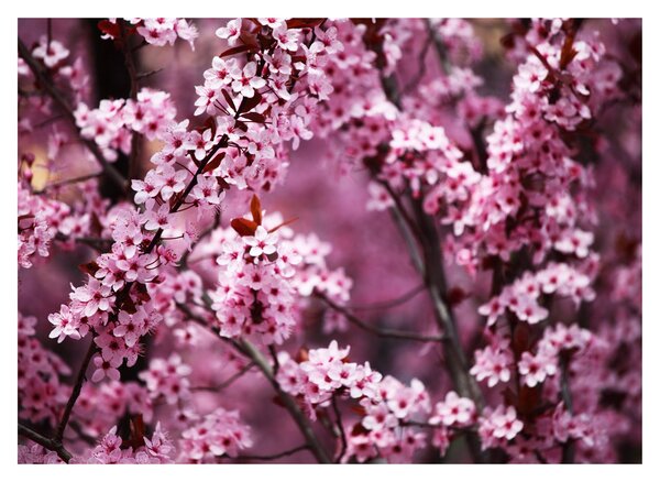Sklenený obraz - Ružová sakura (70x50 cm)