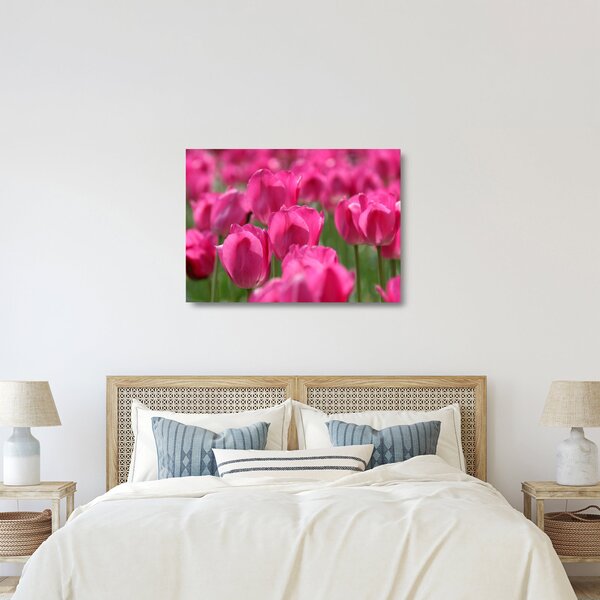 Sklenený obraz - Ružové tulipány (70x50 cm)