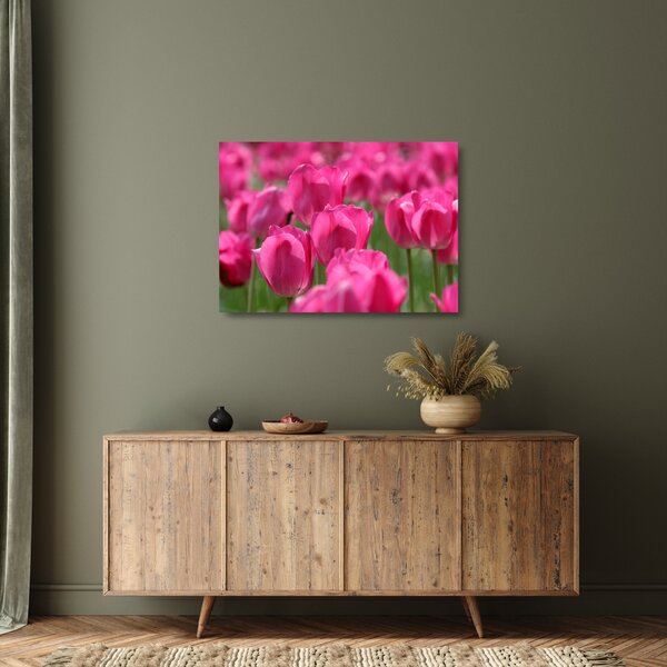 Sklenený obraz - Ružové tulipány (70x50 cm)