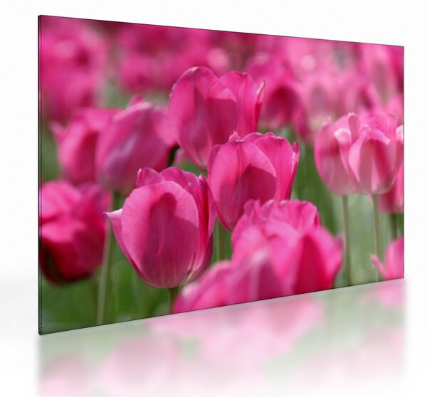 Sklenený obraz - Ružové tulipány (70x50 cm)