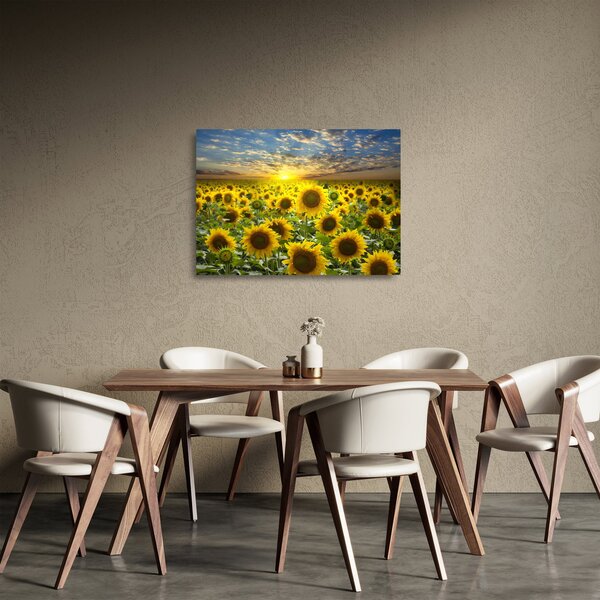 Sklenený obraz - Slnečnica pri západe slnka (70x50 cm)