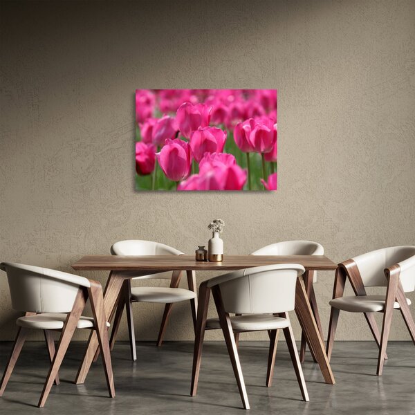 Sklenený obraz - Ružové tulipány (70x50 cm)