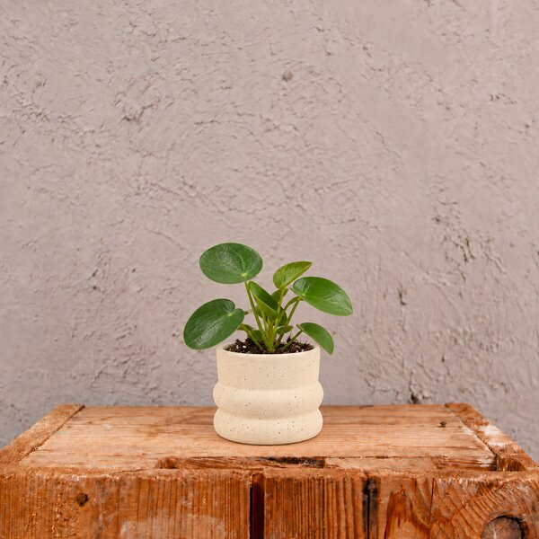 Kvetináč Kolibri Cream Ø 6 cm