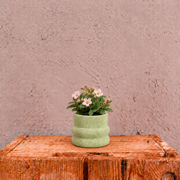 Kvetináč Kolibri Olive Ø 6 cm