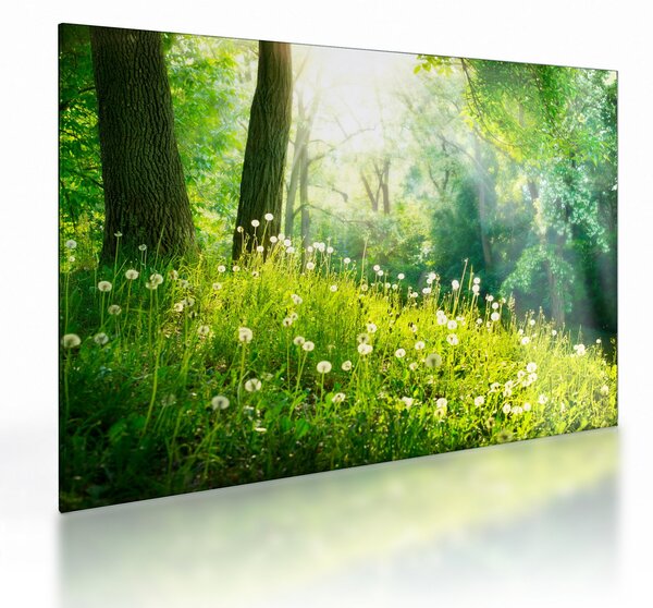 Sklenený obraz - Magická lúka plná púpav (70x50 cm)