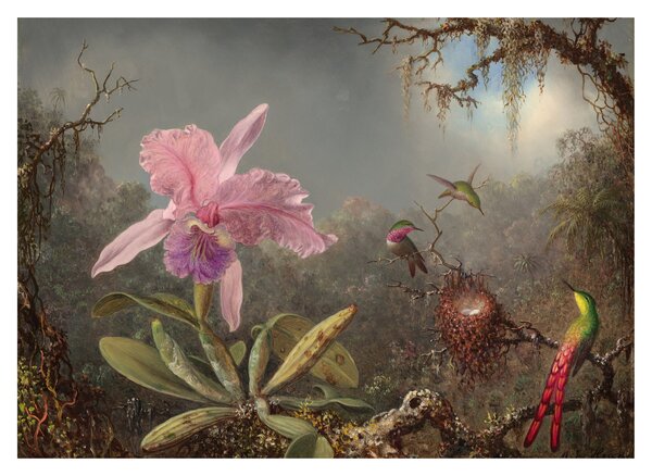 Sklenený obraz - Martin Johnson Heade, Cattleya Orchid and Three Hummingbirds, reprodukcia (70x50 cm)