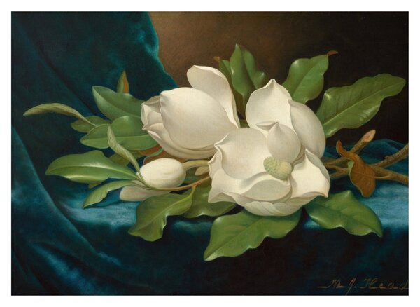 Sklenený obraz - Martin Johnson Heade, Giant Magnolias on a Blue Velvet Cloth, reprodukcia (70x50 cm)