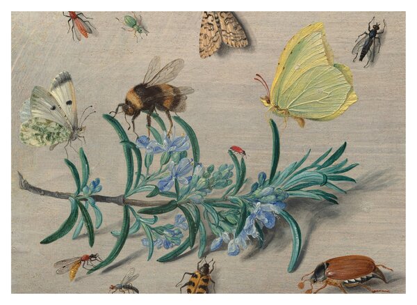 Sklenený obraz - Jan van Kessel the Elder, Insects and a Sprig of Rosemary, reprodukcia (70x50 cm)