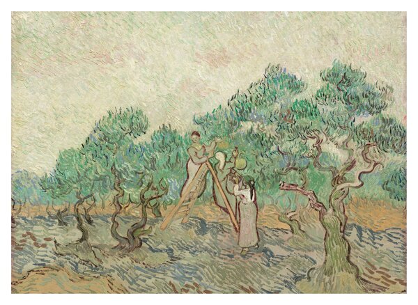 Sklenený obraz - Vincent van Gogh, The Olive Orchard, reprodukcia (70x50 cm)