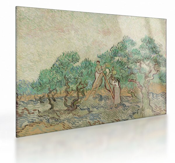 Sklenený obraz - Vincent van Gogh, The Olive Orchard, reprodukcia (70x50 cm)