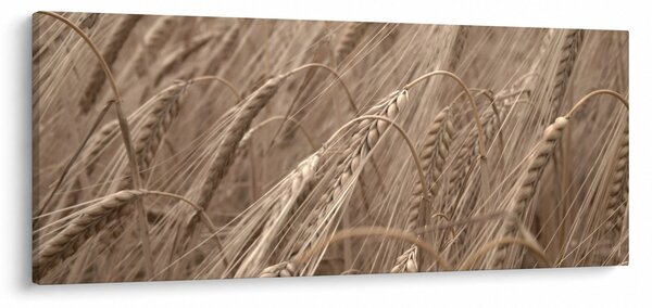 Obraz - Zlaté pole (120x50 cm)