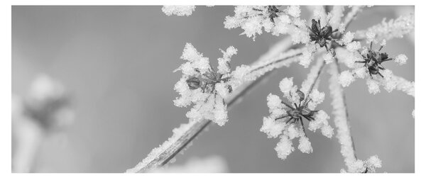 Obraz - Zamrznutá rastlina (120x50 cm)