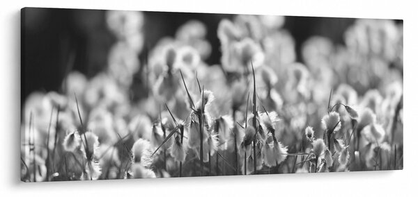 Obraz - Letná lúka (120x50 cm)