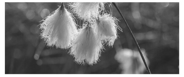 Obraz - Cottongrass (120x50 cm)