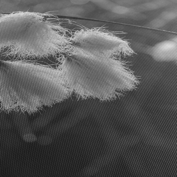 Obraz - Cottongrass (70x50 cm)