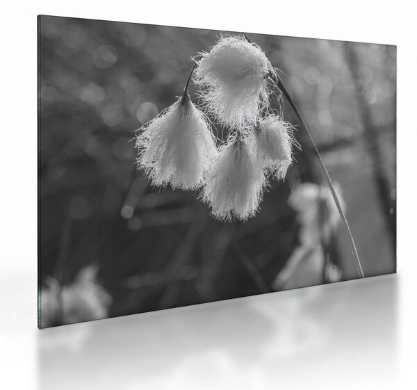Sklenený obraz - Cottongrass (70x50 cm)
