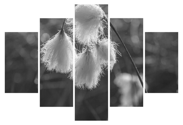 Obraz - Cottongrass (150x105 cm)