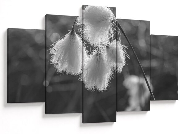 Obraz - Cottongrass (150x105 cm)