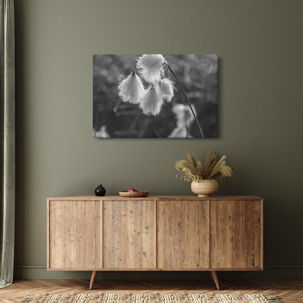 Obraz - Cottongrass (90x60 cm)