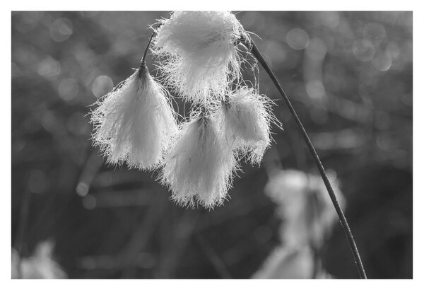 Obraz - Cottongrass (90x60 cm)
