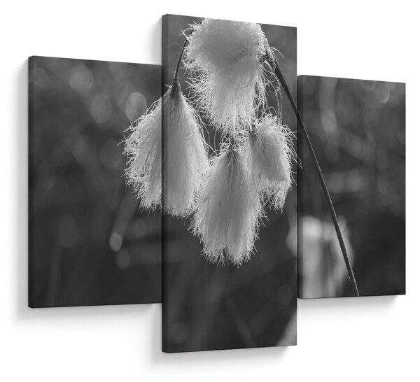 Obraz - Cottongrass (90x60 cm)