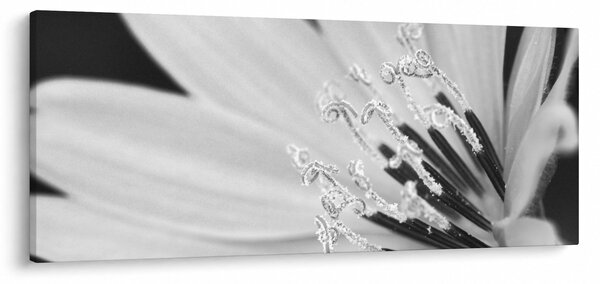 Obraz - Čiernobiely kvet (120x50 cm)