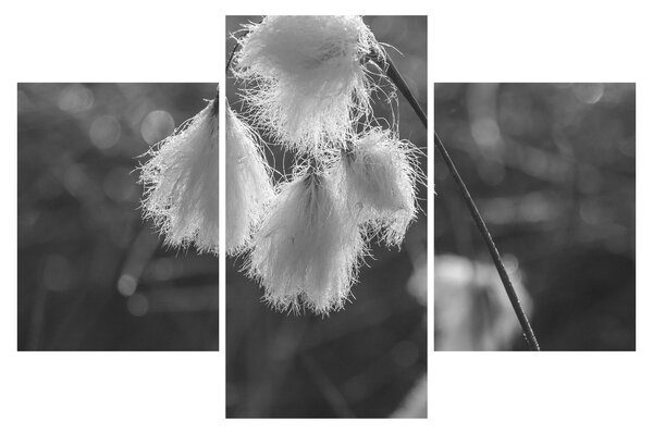 Obraz - Cottongrass (90x60 cm)