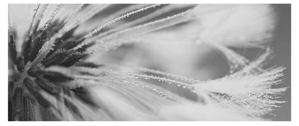 Obraz - Púpava (120x50 cm)