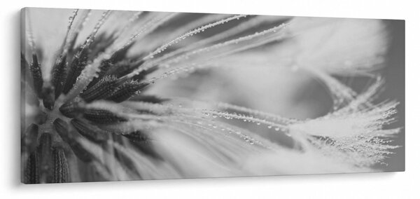 Obraz - Púpava (120x50 cm)