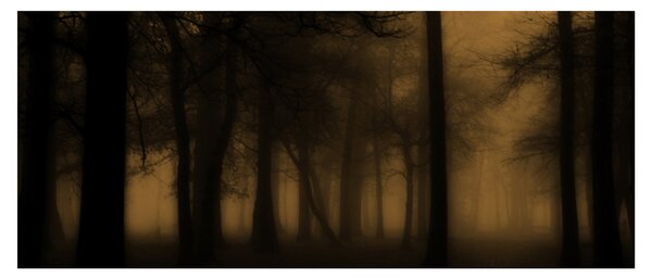 Obraz - Temný les (120x50 cm)