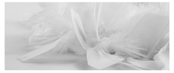 Obraz - Perie (120x50 cm)