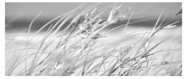Obraz - Plážová tráva (120x50 cm)