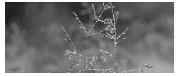 Obraz - Vidiecka lúka (120x50 cm)